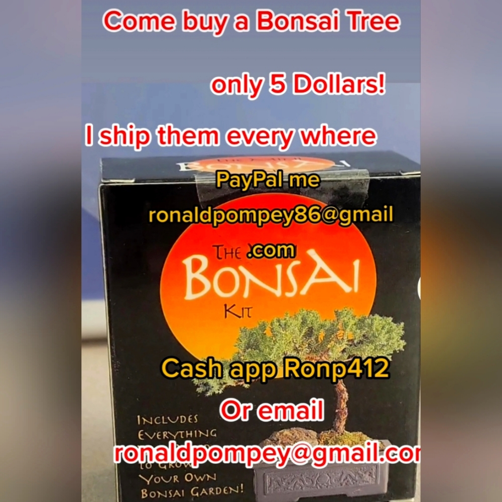 Bonsai Tree